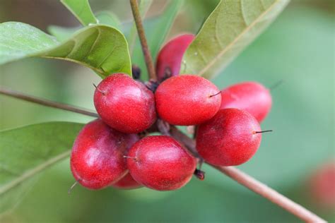 Miracle Berry: A Superfood with Countless Culinary Possibilities